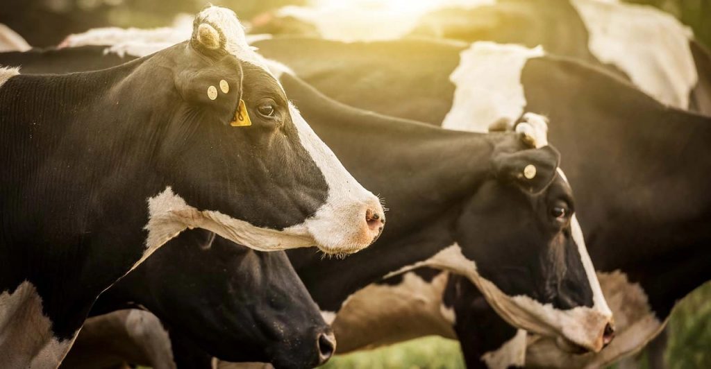 New dairy health research collaboration launched