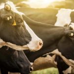New dairy health research collaboration launched