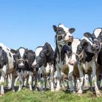 New model reveals H5N1 is spreading undetected in US dairy herds