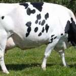 Once-in-a-lifetime cow inducted to hall of fame