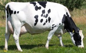 Once-in-a-lifetime cow inducted to hall of fame