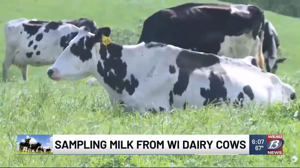 Sampling Milk from WI Dairy Cows