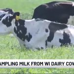 Sampling Milk from WI Dairy Cows