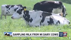 Sampling Milk from WI Dairy Cows