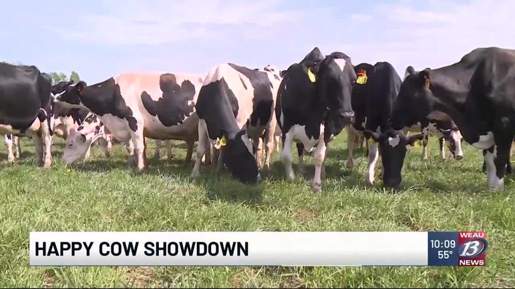 Stoddard dairy cow one of the finalists in Happy Cow Competition