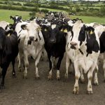 Strong Dairy Markets Should Underpin April Milk Price – IFA