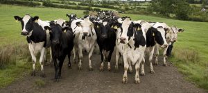 Strong Dairy Markets Should Underpin April Milk Price – IFA