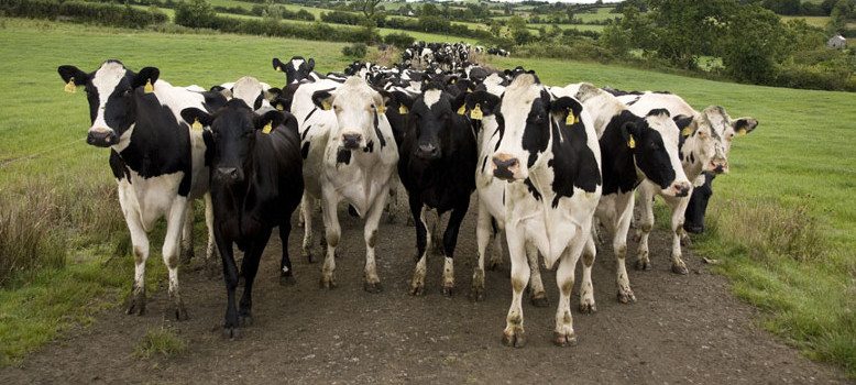 Strong Dairy Markets Should Underpin April Milk Price – IFA