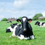 Talent Forum tackles UK dairy’s workforce skill challenge