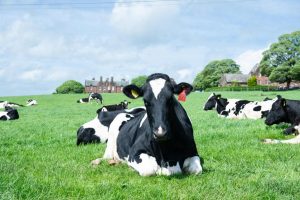 Talent Forum tackles UK dairy’s workforce skill challenge