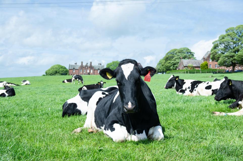 Talent Forum tackles UK dairy’s workforce skill challenge