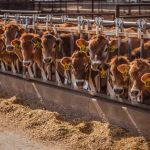 The Importance of Dairy Heifer Selection