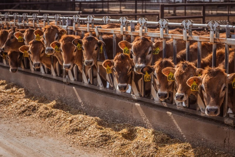 The Importance of Dairy Heifer Selection
