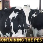 The dairy industry is weighing in on suspension of Mexican livestock following new world screwworm detection