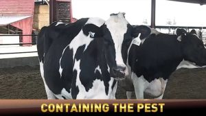 The dairy industry is weighing in on suspension of Mexican livestock following new world screwworm detection