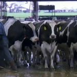 The scientists aiming to stay ahead of bird flu on dairy farms and prevent a human pandemic