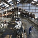 Trump deportations have dairy farmers in Idaho and nationwide on edge