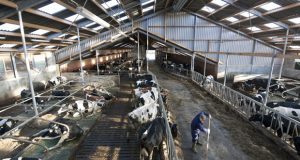 Trump deportations have dairy farmers in Idaho and nationwide on edge