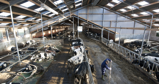 Trump deportations have dairy farmers in Idaho and nationwide on edge