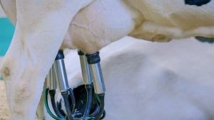 U.S. and Mexico renew partnership at Dairy Summit