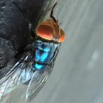 USDA shares update on New World screwworm efforts in Mexico