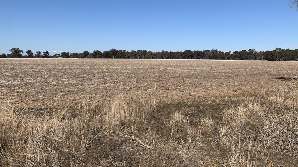 Vic farmers sending dairy cows to abattoirs and beef cattle interstate for feed amid worsening drought