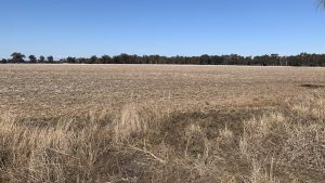 Vic farmers sending dairy cows to abattoirs and beef cattle interstate for feed amid worsening drought