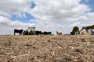 Victorian farmers under pressure as severe drought hits region