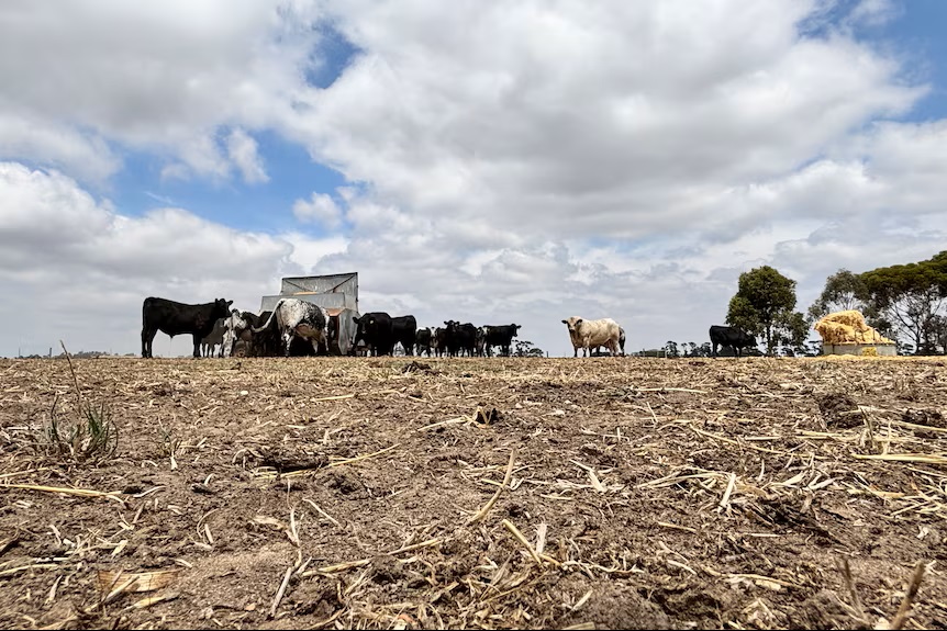 Victorian farmers under pressure as severe drought hits region