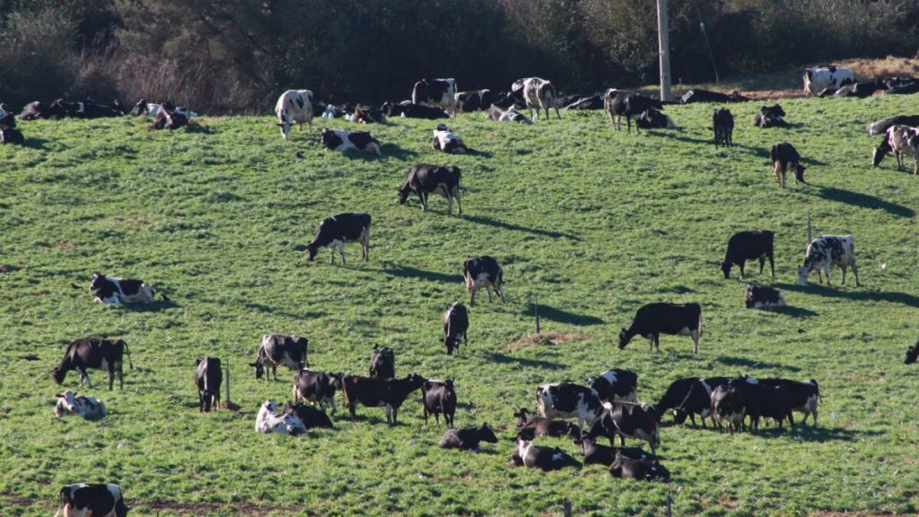 Virtual fencing around the corner for Victorian farmers