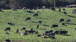 Virtual fencing around the corner for Victorian farmers