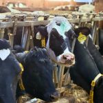 Wearable tech for cows to help dairy farmers improve herd management
