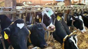 Wearable tech for cows to help dairy farmers improve herd management
