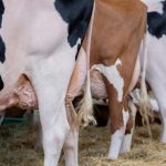 Who’s going to milk the cows Dairy farmers hit by Trump's deportations