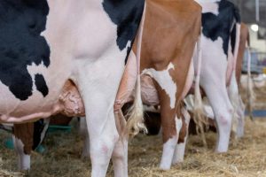 Who’s going to milk the cows Dairy farmers hit by Trump's deportations
