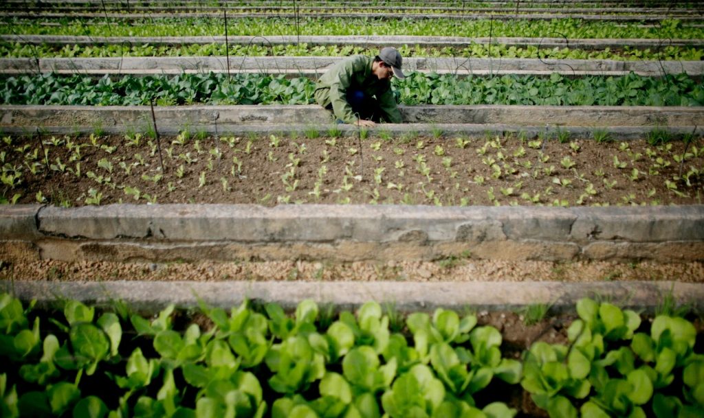 Why is the suicide rate for farmers higher than for other groups