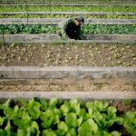 Why is the suicide rate for farmers higher than for other groups