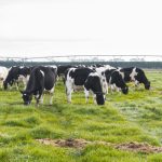 Why negative DCAD matters pre-calving