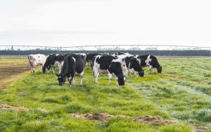 Why negative DCAD matters pre-calving
