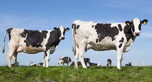 Wisconsin Dairy Farms Begin Avian Flu Testing