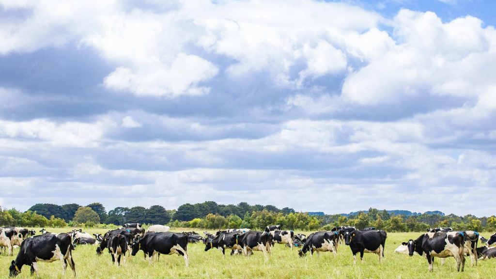 Analysis of Australian dairy farmgate prices How a Perth petrol strategy played a role