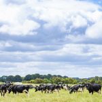 Analysis of Australian dairy farmgate prices How a Perth petrol strategy played a role