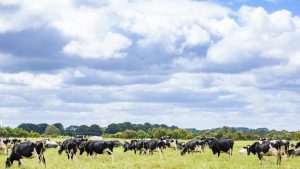 Analysis of Australian dairy farmgate prices How a Perth petrol strategy played a role