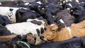 Australian Processors Raise Milk Prices Ahead of July 1