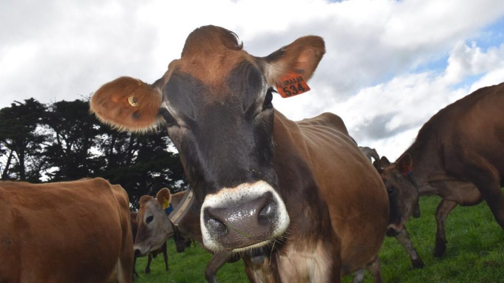 Australia's Dairy Forecast Mixed Signals and Shifting Fortunes Ahead