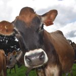 Australia's Dairy Forecast Mixed Signals and Shifting Fortunes Ahead