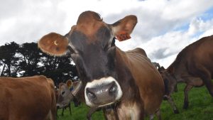 Australia's Dairy Forecast Mixed Signals and Shifting Fortunes Ahead