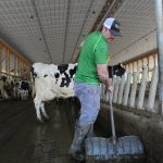 Ban On Big Dairy Farms Would Be Bad Policy