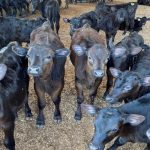 Beef-on-Dairy Crosses Price Tag vs. True Value