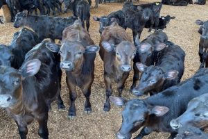 Beef-on-Dairy Crosses Price Tag vs. True Value